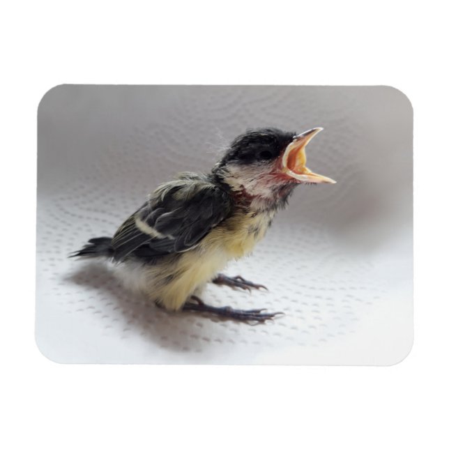 Tidi my Bird the Parus Major Magnet (Horisontell)