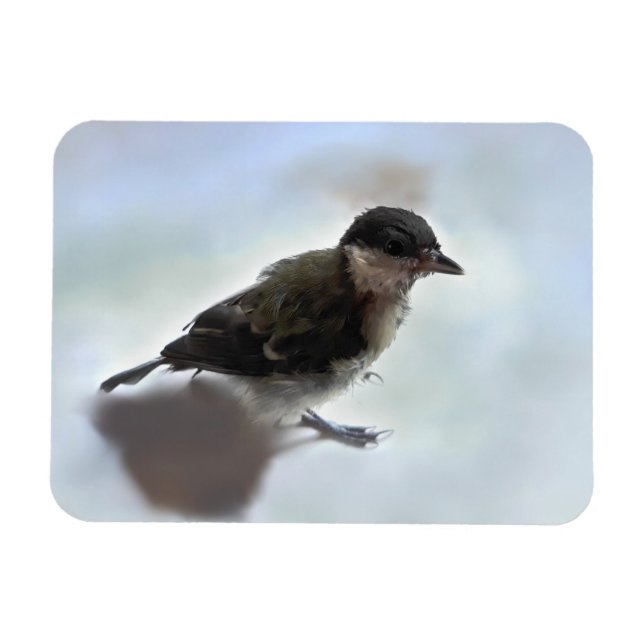 Tidi my Bird the Parus Major Magnet (Horisontell)