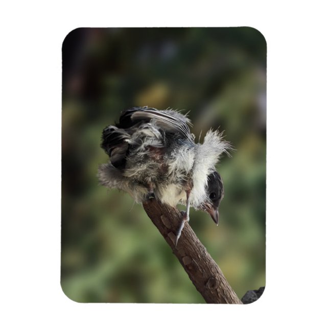 Tidi my Bird the Parus Major Magnet (Vertikal)
