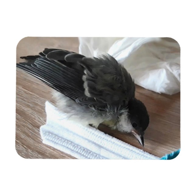 Tidi my Bird the Parus Major Magnet (Horisontell)