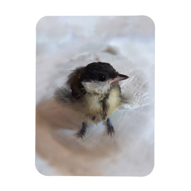 Tidi my Bird the Parus Major Magnet (Vertikal)