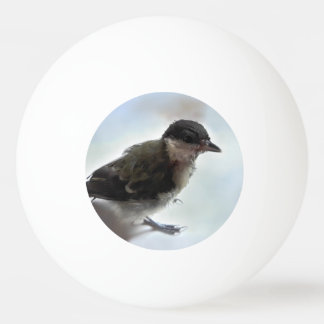 Tidi my Bird the Parus Major Pingisboll