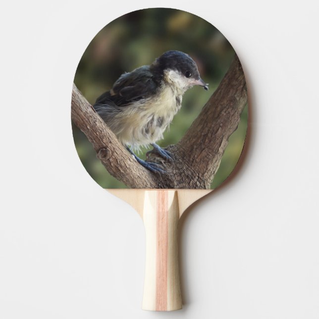 Tidi my Bird the Parus Major Pingisracket (Framsidan)
