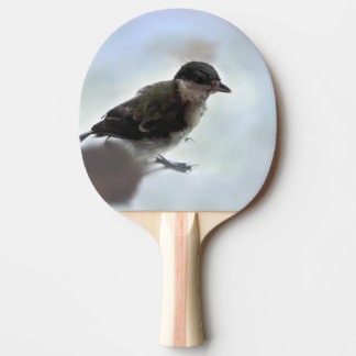 Tidi my Bird the Parus Major Pingisracket