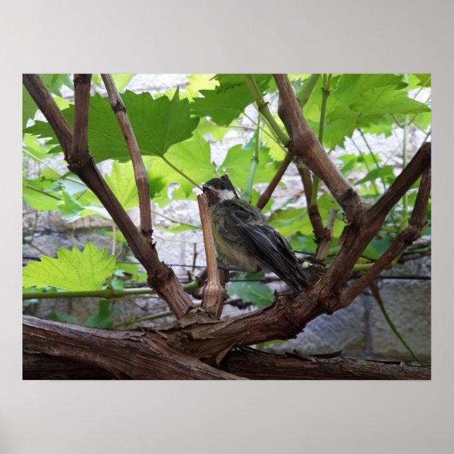 Tidi my Bird the Parus Major Poster (Framsidan)