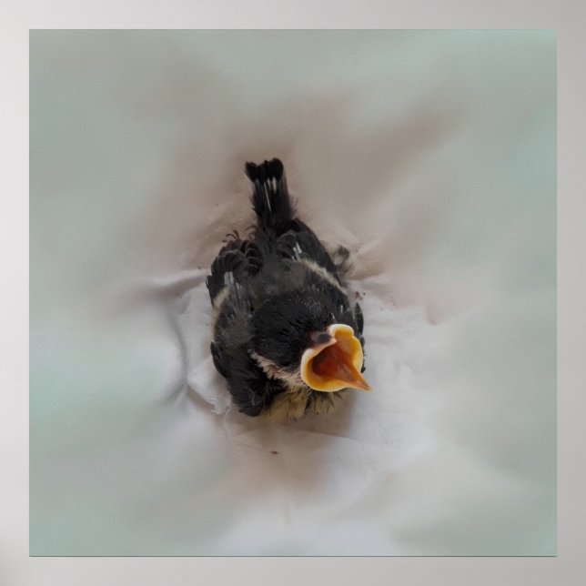 Tidi my Bird the Parus Major Poster (Framsidan)