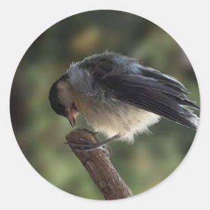 Tidi my Bird the Parus Major Runt Klistermärke