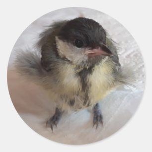 Tidi my Bird the Parus Major Runt Klistermärke