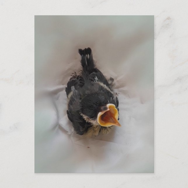 Tidi my Bird the Parus Major Vykort (Framsida)