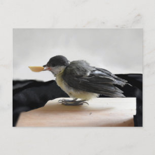 Tidi my Bird the Parus Major Vykort