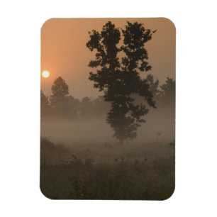Tidig morgon, uppgående sol och markdimma magnet