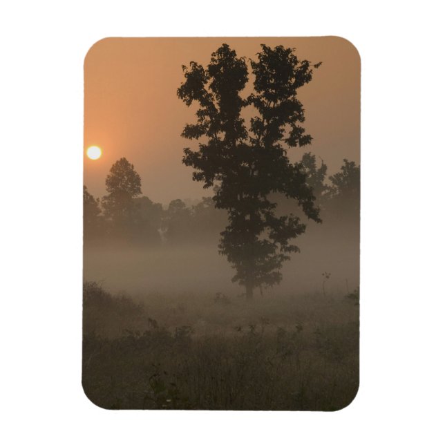 Tidig morgon, uppgående sol och markdimma magnet (Vertikal)