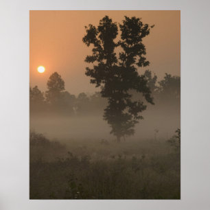 Tidig morgon, uppgående sol och markdimma poster
