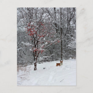 Tidig snö: Corgivykort Vykort