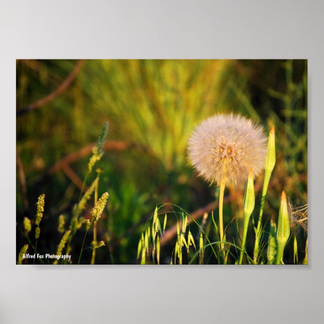 Tidig sommarvästsvartskägg poster (Framsidan)