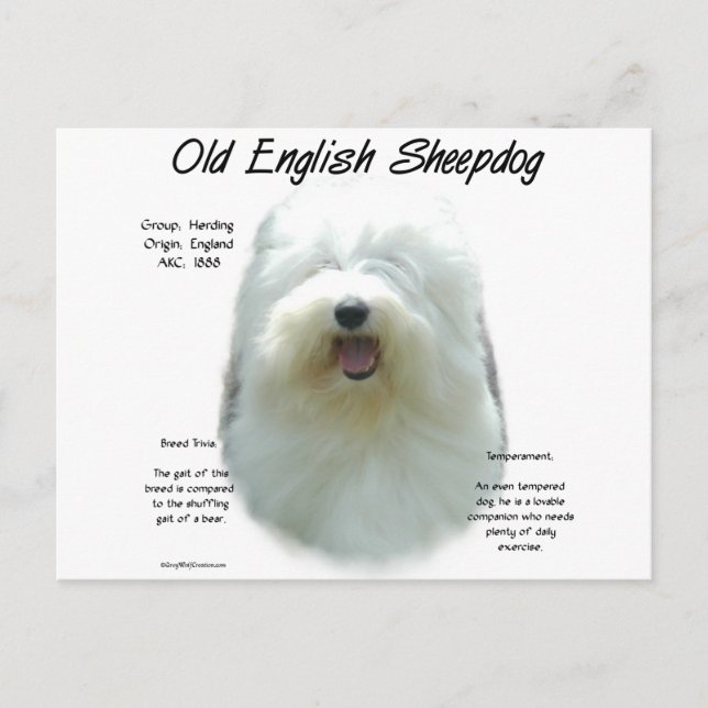 Tidigare design för gamla engelska Sheepdog-hundar Vykort (Framsida)