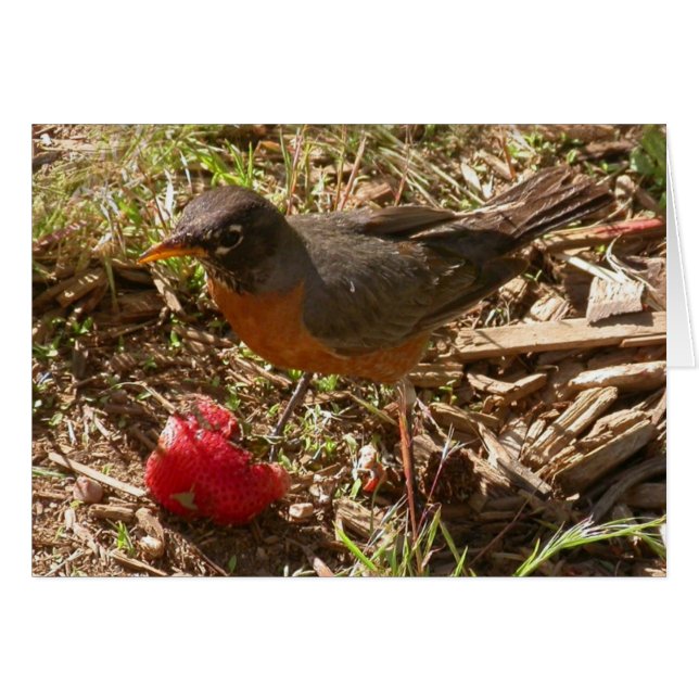 Tidigt fågel får ... hälsningskort (Framsidan Horizontal)