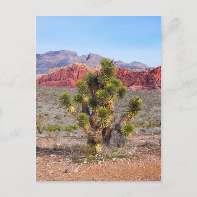 Tidigt God morgon Light i Red Sten Canyon Vykort (Framsida)