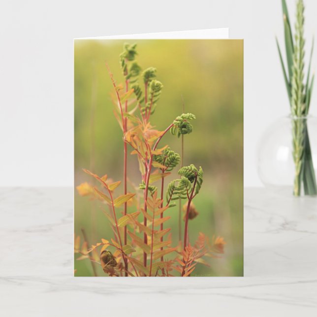 Tidigt morgon Ferns Blank Greeting Card Kort (Framsida)
