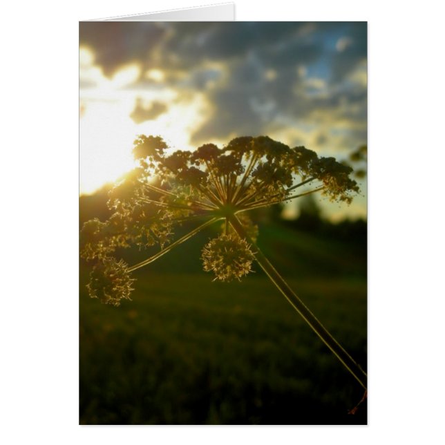 Tidigt morgonblomma OBS kort (Framsidan)