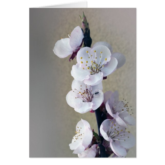 tidigt på morgonen hälsningskort (Framsidan)