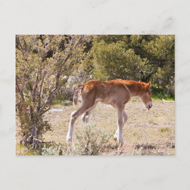 Tidigt Strides Vykort (Framsida)