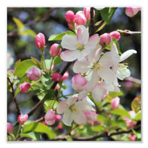 Tidigt Vår Apple-Blommar, närmare 8 x 8 Fototryck