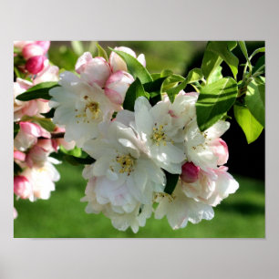 Tidigt Vår, blommiga äpple Blommar 2 Poster