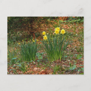 Tidigt Vår Daffodils Vykort