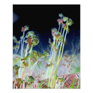 ’Tidigt Vår’ Digitalt Altered Fiddlehead Ferns Fototryck