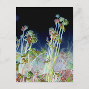 ’Tidigt Vår’ Digitalt Altered Fiddlehead Ferns Vykort