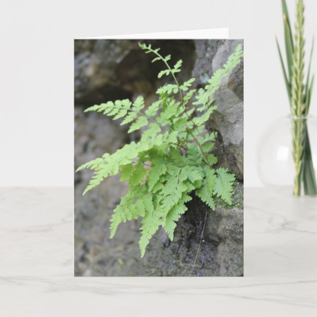 Tidigt Vår Fern Kort (Framsida)