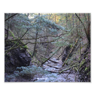 Tidigt Vår i skogen. Fotoutskrift Fototryck