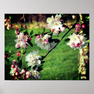 Tidigt Vår Rosa och vita Blommar Poster