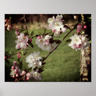 Tidigt Vår Rosa och vita Blommar tonade Poster