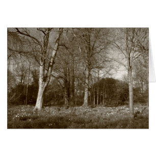 Tidigt Vår vid, Bute Park, Cardiff (Sepia) Hälsningskort