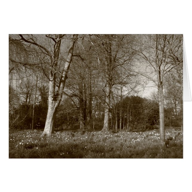 Tidigt Vår vid, Bute Park, Cardiff (Sepia) Hälsningskort (Framsidan Horizontal)