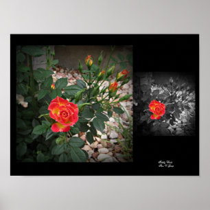 Tidligt Winks Miniature Ro 2 Wall Art by Stan VG Poster
