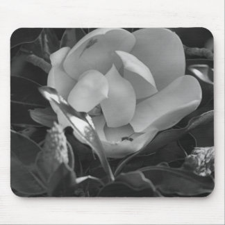 Tidlös Magnolia Musmatta