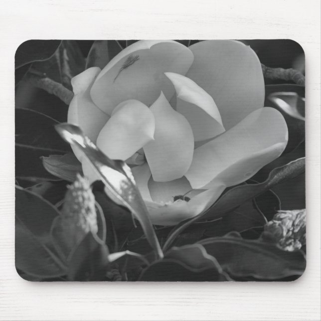 Tidlös Magnolia Musmatta (Framsidan)