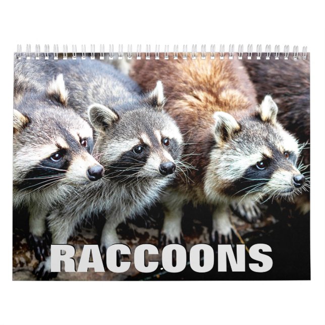 Tidsplan för Raccoons Wall Kalender (Omslag)