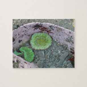 Tidvattenpöl i Pacific Northwest med gröna anemone Pussel