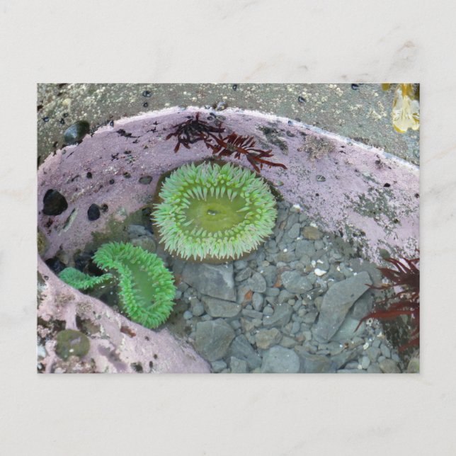 Tidvattenpöl i Pacific Northwest med gröna anemone Vykort (Framsida)