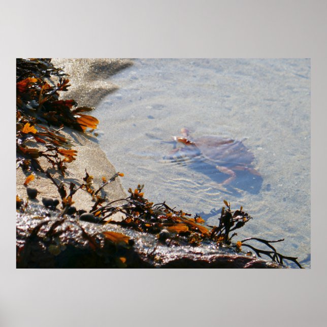 Tidvattenpöl vid Sand Beach Poster (Framsidan)