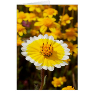 Tidy Tip-vilda blommor Hälsningskort