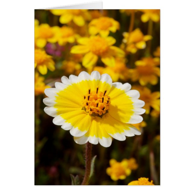 Tidy Tip-vilda blommor Hälsningskort (Framsidan)