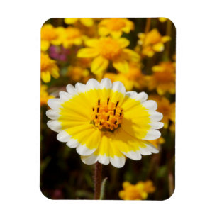 Tidy Tip Vilda Blommor Magnet