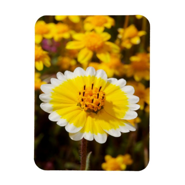 Tidy Tip Vilda Blommor Magnet (Vertikal)