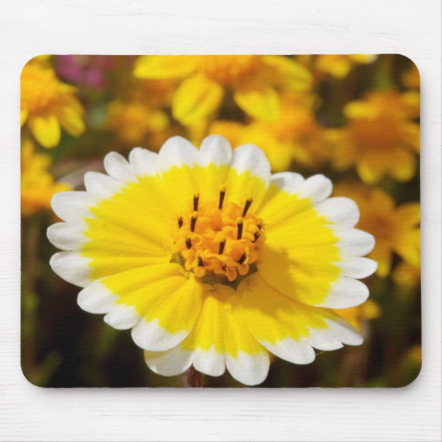 Tidy Tip-vilda blommor Musmatta (Framsidan)