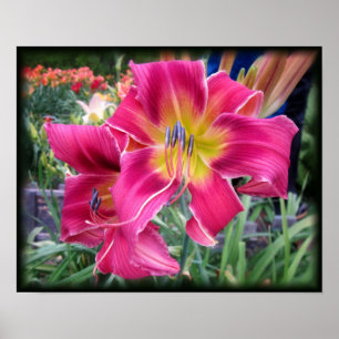 Tie Dye Daylily Poster
